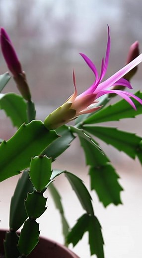 Cómo hacer florecer tu cactus de Navidad en invierno: errores que no debes repetir. | Cocina Fácil y Rápida