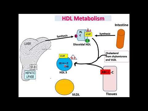 HDL metabolism II Good Cholesterol