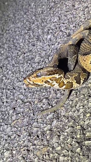 Expert Tips on Handling Cottonmouth Snakes in the Florida Everglades