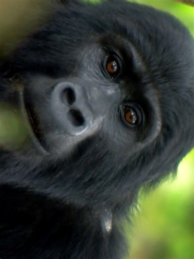 Anthropoid Primates Key Traits and Classification Overview