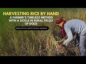 Harvesting Rice by Hand: A Farmer’s Timeless Method with a Sickle in Rural Fields of Gold