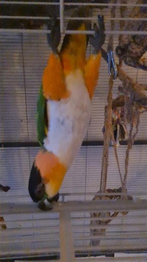 My Parrot Hangs Upside Down Like a Pro! 😂🦜 #Parrot #Shorts