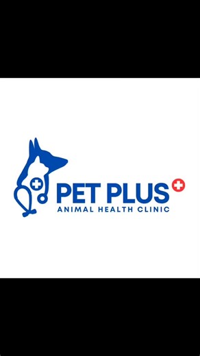 Pet Plus Animal Health Clinic on Instagram: "💙 Milo’s New Chapter Begins 💙 Orchidectomy done ✔️ Smooth surgery, steady recovery, and a brave little heart healing stronger every day. Here’s to comfort, care, and a healthier tomorrow 🐾✨ #sheikhupura #sheikhupura❤ #nankanasahib⛳ #petstagram #pets"