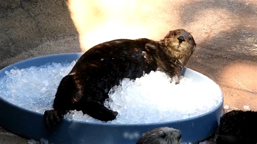 14K views · 516 reactions | Animals keeping cool! ☀️ | Point Defiance Zoo & Aquarium | Facebook