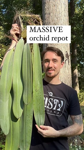 Nick Rust on Instagram: "MASSIVE orchid repot - Part 1. This took the nearly an entire day. Bulbophyllum spiesii - #orchidspecies #plantreel #plantreels #repot #species #epiphyte #orchid #orchids #orchidlovers #orchidaceae #flower #bloom #flowerstagram #plantsofinstagram #plants #plantsmakepeoplehappy #plantsmakemehappy #orchidcollector #orchidflower #orchidsofinstagram #orchidlover #plant #nature #nofilter #rustyexotics #rustyexoticsorchids"
