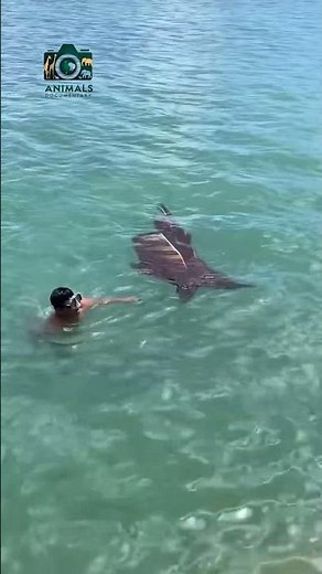 Unveiling the Mysteries of the Octopus: The Ocean's Genius!