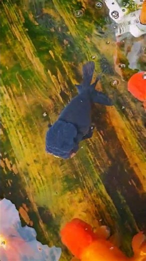 Goldfish farming in China was originally done in wooden pots! #fish #koi #aquarium #aquaticpets