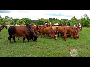 Descubra en qué consiste la estrategia de rotación con alta densidad de bovinos - La Finca de Hoy