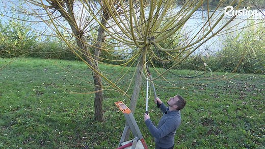 Vincent Morin, jardinier en chef au potager du château de la Roche-Guton, nous montre comment tailler un saule en tétard ! | Rustica