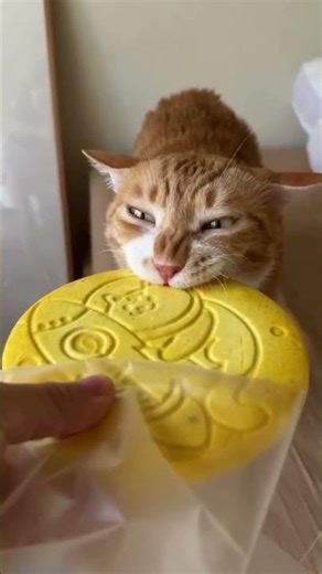 Cute Cat Eating Food 😻 | Cat Is Eating & Enjoying So Much | Relaxing Cat Video