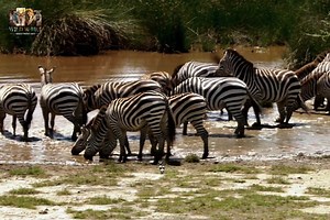 75K views · 3.3K reactions | Migration - [ हिन्दी डाक्यूमेंट्री ] Part 1 , #nature #animals #documentary #discovery #wildworlddocumentary | Wild World | Facebook