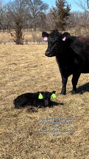 #missouri #relationships #relateable #cattle #ag