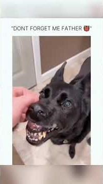 Pretty Dogs With Zero Dignity and We Love It 😅🐶#shorts #funny #funnyanimals #pets #cutedog