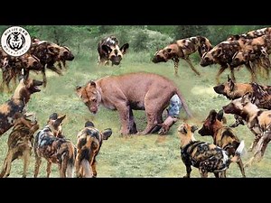African Wild Dogs: Unbeatable Herds of the African Savannah | Wildlife