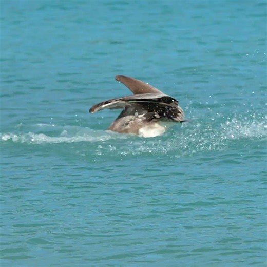 Pelican dive at St.Thomas