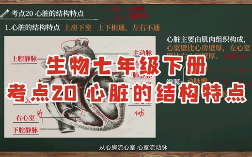 【初中生物全考点讲解|七下】考点20 心脏的结构特点