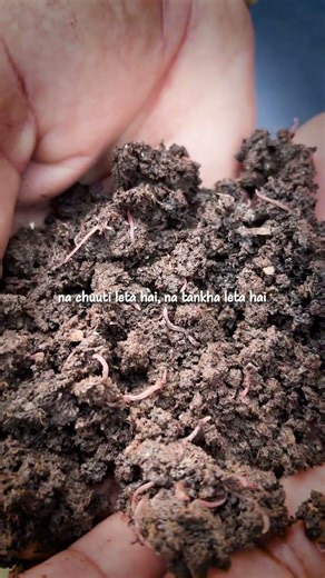 Kechua ki importance in Farming