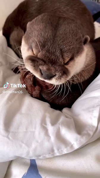 Personal Hygiene Tips for Otters