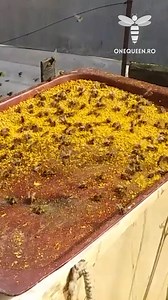 15K views · 113 reactions | Open feeding your bees with pollen or pollen substitutes may trigger their gathering instincts when there is no natural gathering source For full videos, check these channels: @paseka_primorye - YouTube @lebedev_777 - YouTube @user-ye3xi4pt6y - YouTube @user-ev7vx2ck9z - YouTube | OneQueen.ro | Facebook