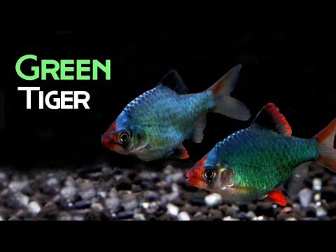 All About Green Tiger Barbs: Beauty or Bully?
