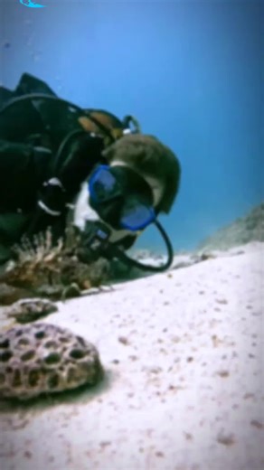 Hey, I'm Jane and the sea is my passion! Love the ocean? Salty fresh zing—get Ice Spring Chewing Gum Toothpaste from my TikTok shop. 📌 https://vt.tiktok.com/ZTMvpFEsu/?page=TikTokShop #toothpaste#deep sea