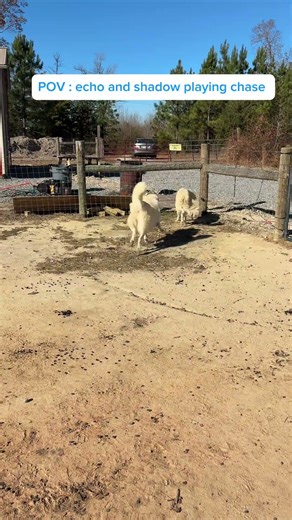 Farm Dog Fun: Echo and Shadow's Chase Adventure #FarmLife #HappyDogs