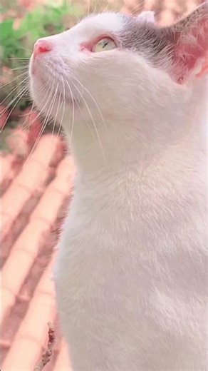 A Branquinha é a gata mais calma da casa. #patasnarede #cat #catlove #funnycat