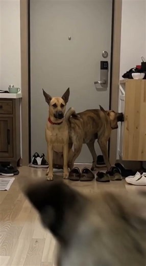 Dog Chaos at Full Speed 🐶💨 #PetLife #IndoorMayhem #CatVsDog