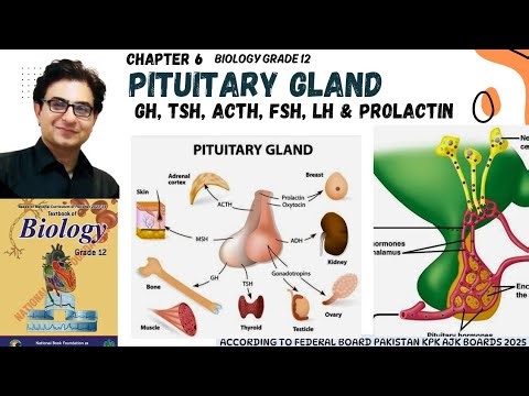 The Pituitary Gland: Structure & Function Explained | Biology Grade 12| 2026