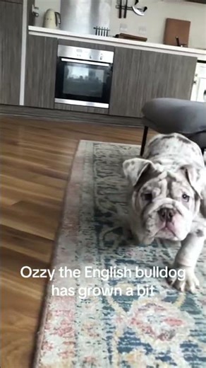 Bulldogs Rule the Internet 🐶 Funniest Bulldog Clips Taking Over #shorts