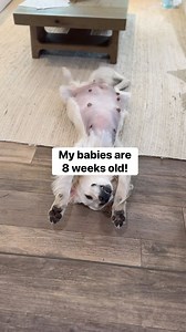 641K views · 8.1K reactions | Gotcha Day! I didn’t realize when they...