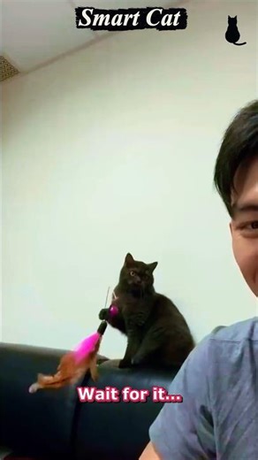 This Smart Cat Thinks It’s Human 😳