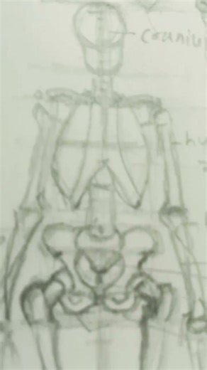 human skeleton anatomy