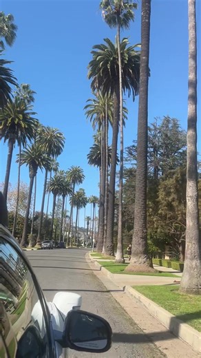 From (UC)LA to (UC)LA 🌴🌞 #UCLAbound Video description: The video opens with a road view of Los Angeles and its tall palm trees from the perspective of a car window. The video progresses through 1-second clips highlighting L.A and UCLA life. After the road view, the clips transition through Beverly Hills, flower fields in sunset, Royce Hall, a lively scene with bubbles flying through the air, a pieing fundraiser on Bruinwalk, a group of girls running down a beach shore, a view of greenery and t