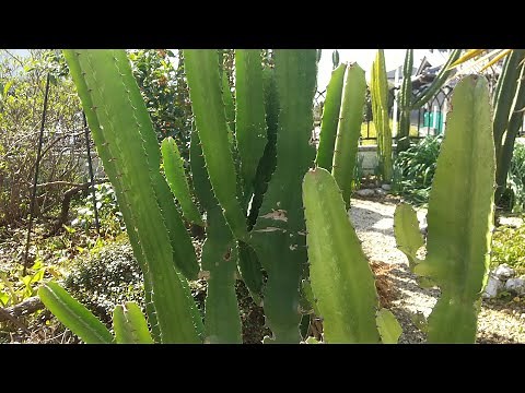 ユーフォルビア 大雲閣の植え替え ご参考まで (Euphorbia acrurensis)