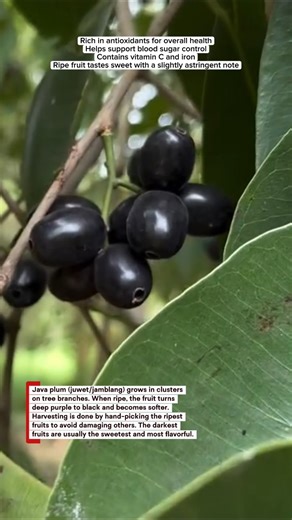 Harvesting Sweet Black Java Plum
