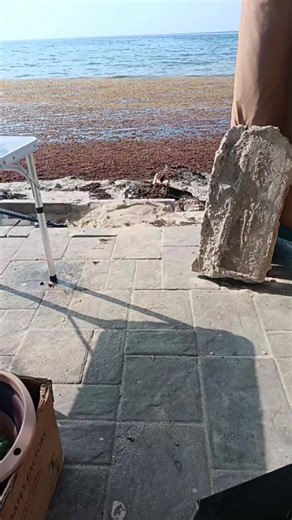 فيديوهات أنشأها ابو مجاهد (@apomjaahd) باستخدام seagull sounds - princess