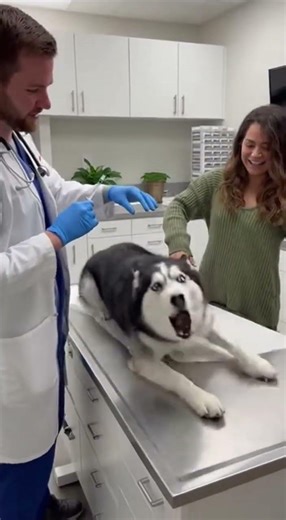 Husky Injection Reaction 😱💉 | Dramatic Vet Visit Gone Wrong #huskydrama #vetvisit #funnydogs