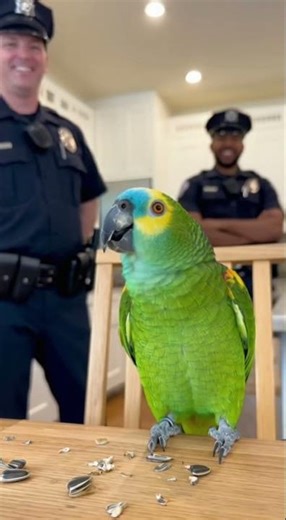 🦜 The Hamster’s Gone Rogue! 😂 | Parrot Calls Police for Backup | Shock Lens
