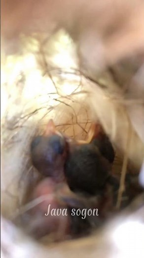 Checking the sogon nest part 1