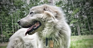 Chattanooga's Boarding Kennel