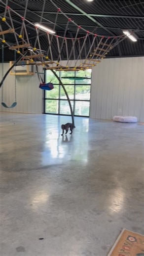 326K views · 20K reactions | Grand opening of the monkey tunnel from the main house to the monkey house & outdoor enclosure. Still alot to do but at least they can be using it while the rest gets done❤️ | Our Life Adventures | Facebook