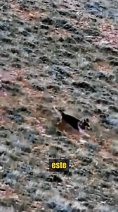 37K views · 664 reactions | ¡Border Collie vs Lobos! #bordercollie #vs #lobos #animalessalvajes | Natural Sounds | Facebook