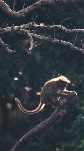 30K views · 567 reactions | Monkey Dance  Bonnet Macaque #nelliyampathy #faisalmagnet #NikonZ9 #wildlifeplanet #keralagodsowncountry Nat Geo Wild | Faisal Magnet | Facebook