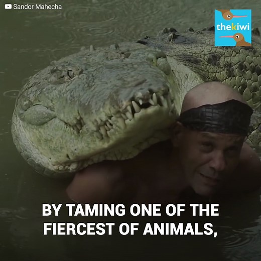 Gilberto Shedden is a Costa Rican, better known as "Chito", who became famous worldwide for taming his crocodile, Pocho. They surprised everyone with their stunts and feats but also with the incredible love story that united them for more than 20 years. You can now also find us on Youtube: http://bit.ly/yt-thekiwi | The Kiwi