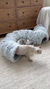 3.3M views · 26K reactions |  Watch your cat pounce with joy! This interactive toy with pop-up mice is the playful challenge they didn’t know they needed. Keeps boredom at bay, one surprise at a time.   Find it at https://temu.to/m/g0klmvrtite or with this code ffr3588. #Temu #TemuFinds #CatToys | Temu | Facebook