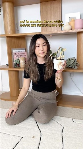 Did I Ruin my $350 Plant?! #shorts #houseplants #fallopiamultiflora #indoorplants #plants #plantcare