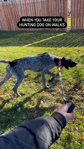 Understanding the German Wirehaired Pointer Dog Breed