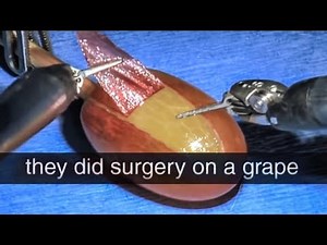 they did surgery on a grape (ASOT)