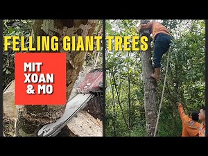 Felling Giant Trees: Mit, Xoan & Mo